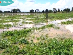 Gagal Panen, Banjir Rendam 7 Hektar Kebun Semangka di Muara Kedang