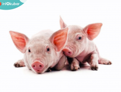 Babi Ternak Mati Mendadak, Virus ASF Sudah Masuk Kubar?