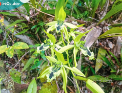 Kersik Luway, Habitat Anggrek Hitam di Jantung Borneo
