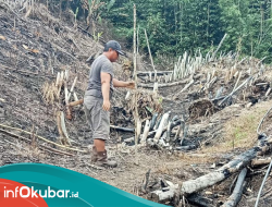 Diduga Serobot dan Bakar Lahan, Warga Linggang Amer Dilaporkan ke Polisi