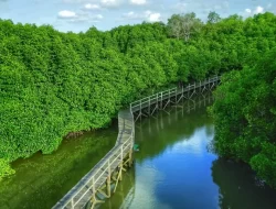 Pemdes Saliki Kembangkan Kawasan Mangrove Jadi Destinasi Wisata