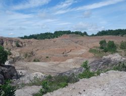 Camat Sanga-Sanga Sulap Lahan Bekas Tambang jadi Peternakan Sapi