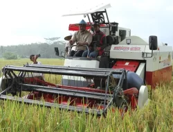 Potensi Pertanian di Kecamatan Marangkayu Menggairahkan
