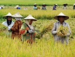 Menilik Kemandirian Pangan Desa Giri Agung di Kukar