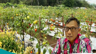 Panitia Tegaskan Tak Ada Panen Bersama di Demplot PEDA XI, Masyarakat Diminta Tak Petik Tanaman