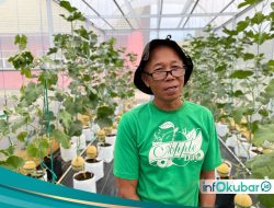 Manis dan Menggiurkan! Melon Hidroponik Jadi Primadona Baru Petani di PEDA XI Kaltim 2025