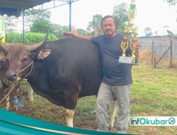 Kontes Ternak Sapi Jadi Ajang Peningkatan Kualitas&nbsp;