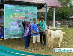 Ajang Kontes Kambing di PEDA XI Kaltim, Peternak Kampung Sumber Sari Curi Perhatian