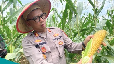 Polres Kutai Barat Gelar Panen Raya Jagung, Bukti Komitmen Jaga Ketahanan Pangan