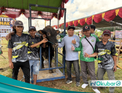 Kontes Ternak Kutai Barat 2026 Diserbu Peserta, 92 Ekor Ternak Adu Kualitas