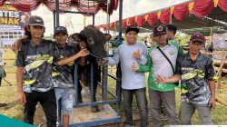 Kontes Ternak Kutai Barat 2026 Diserbu Peserta, 92 Ekor Ternak Adu Kualitas