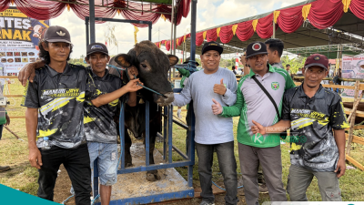 Kontes Ternak Kutai Barat 2026 Diserbu Peserta, 92 Ekor Ternak Adu Kualitas