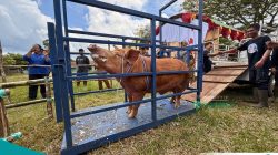 Kontes Ternak Kutai Barat Jadi Pemicu Ekonomi, Transaksi Hingga Bibit Unggul Terpetakan