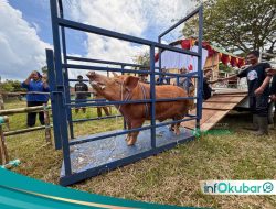 Kontes Ternak Kutai Barat Jadi Pemicu Ekonomi, Transaksi Hingga Bibit Unggul Terpetakan