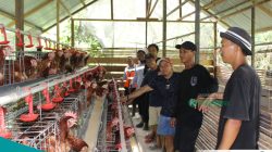 Himpunan Pemuda Mandiri Binaan TCM Sukses Kembangkan Program Peternakan