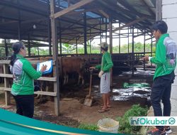 Jelang Iduladha, Dinas Pertanian Kutai Barat Pastikan Stok dan Kesehatan Hewan Kurban Aman