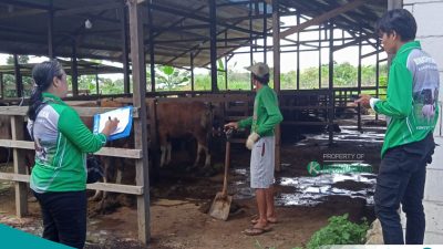 Jelang Iduladha, Dinas Pertanian Kutai Barat Pastikan Stok dan Kesehatan Hewan Kurban Aman