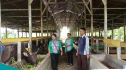 Pedagang Dadakan Jadi Tantangan Pengawasan Hewan Kurban di Kutai Barat