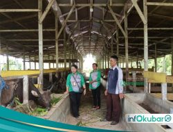 Pedagang Dadakan Jadi Tantangan Pengawasan Hewan Kurban di Kutai Barat